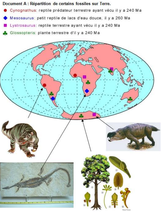 Argument n°1: la présence de fossiles d'espèces identiques sur des continents différents. Source: m.pourcher.free.fr