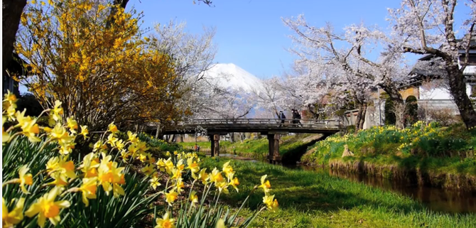 PRINTEMPS AU MONT FUJI........ AU MILIEU COULE UNE RIVIERE....