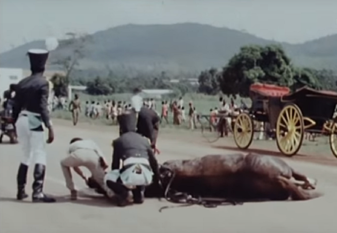 ENCORE UN AUTRE DES 32  CHEVAUX NORMANDS VENUS PAR AVION DU HARAS NATIONAL DU PIN  ET CHOISIS PAR LE COLONEL ARNOLD. A droite le Landau princier est en train de redevenir Potiron..