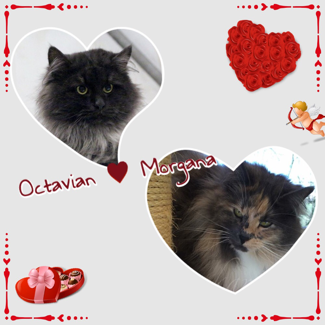 Morgana e Octavian cucciolata nata il 06 Maggio