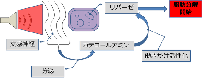 ②脂肪分解 - パイラバーストならECG 本格的美容機器 サロン ②脂肪分解 - パイラバーストならECG 本格的美容機器 サロン