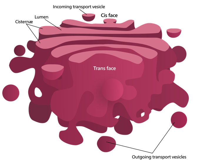 Golgi apparatus