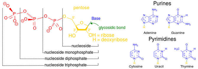  Nucleotide Structure