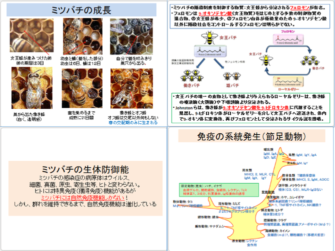 獣医動物感染症学1 - animalcrisismanagement ページ! 獣医動物感染症学1 - animalcrisismanagement ページ!
