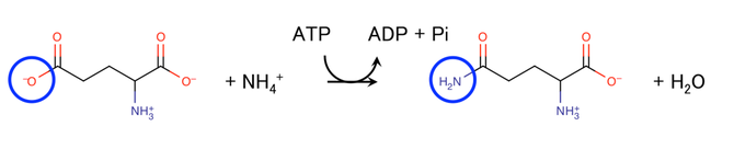 グルタミン GlutamineReferences
