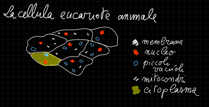 disegno cellula animale
