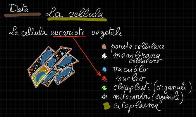 disegno cellula vegetale