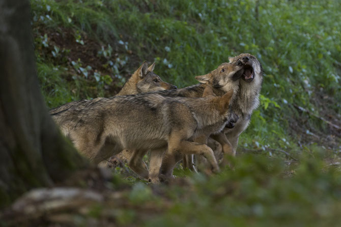 Wölfe und ihre Beute
