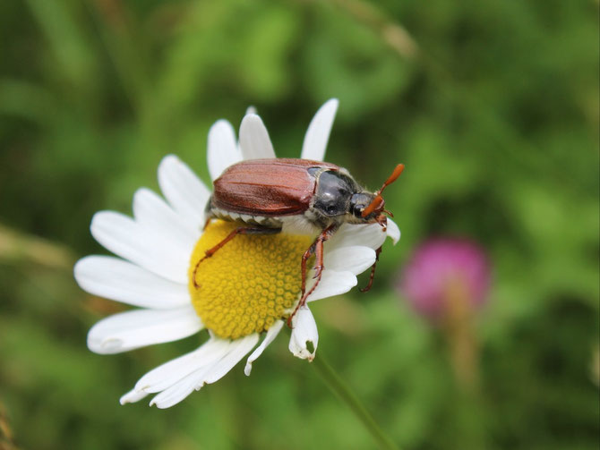 Geretteter Maikäfer