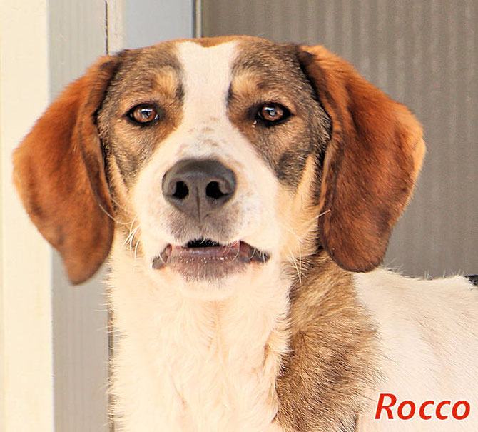 Rocco SardinienHunde e.V.