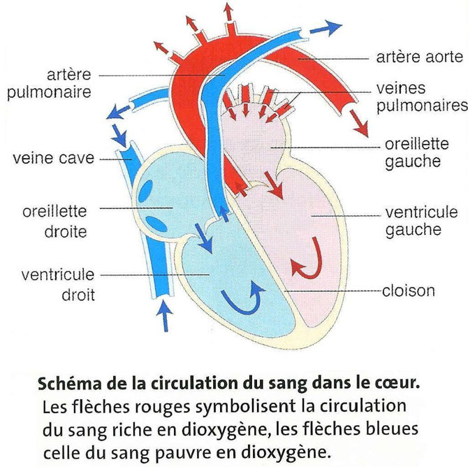 Chapitre 6 La Circulation Du Sang Site De Cours De Collège Et Lycée