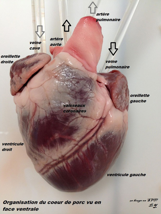 Coeur de porc en vue ventrale. Sources: ça bouge en SVT.