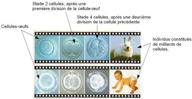 Les 3 premières étapes de la division d'une cellule-oeuf menant à la création d'un individu (ici 1 lapin ou 1 humain). Sources: http://jeanvilarsciences.free.fr/?page_id=420