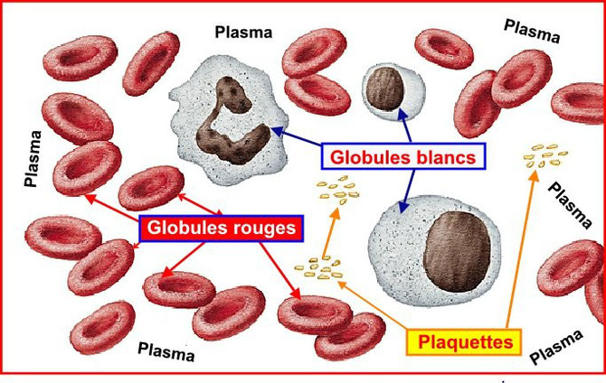 La lutte avec les parasites sous-cutanés chez la personne