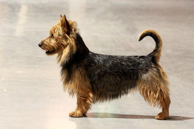 CACIB Utrecht, CAC+BOB ,Australian Terrier Rüde Haladin von den Grauen Anfurten