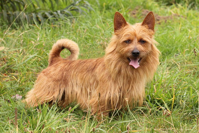 Australian Terrier Rüde Bobby-Lee von der Krabbenschmiede