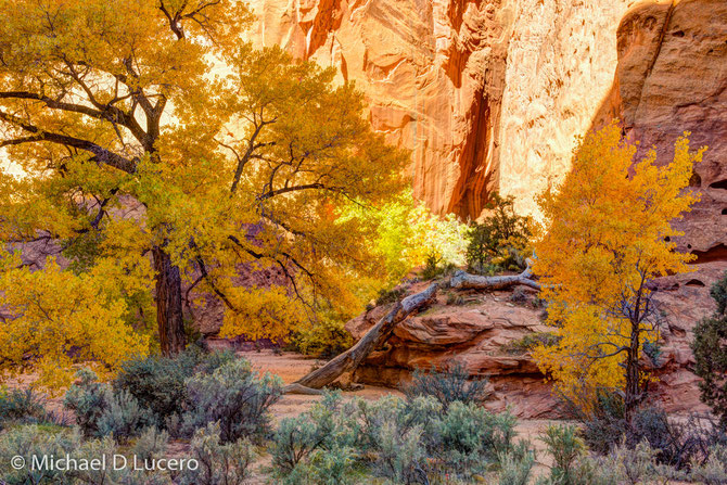Fall colors and redrock near a slot canyon along the Burr Trail in Utah