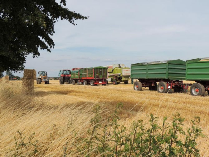 "Getümmel" auf einem Feld vor Eickendorf