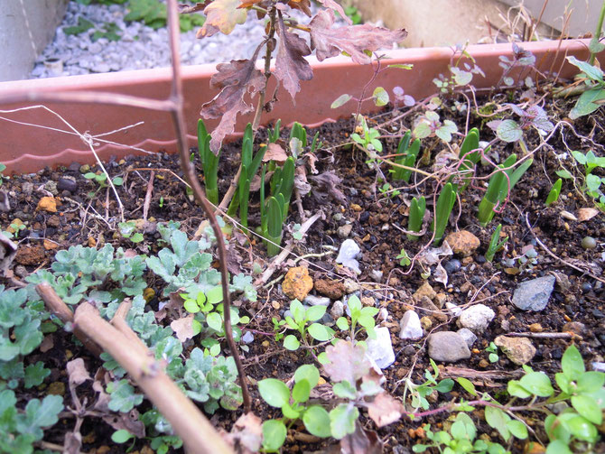 キクの若芽とミニ水仙の芽生え