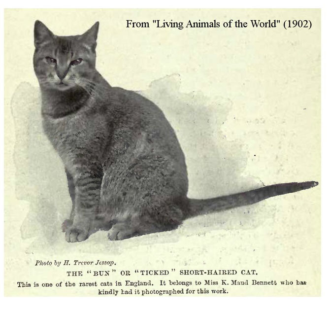 Рассмотрите фотографию кошки породы абиссинская и выполните. Абиссинская вес взрослой кошки. Абиссинская порода кошек вес и рост. Как пишется Королевские кошки.