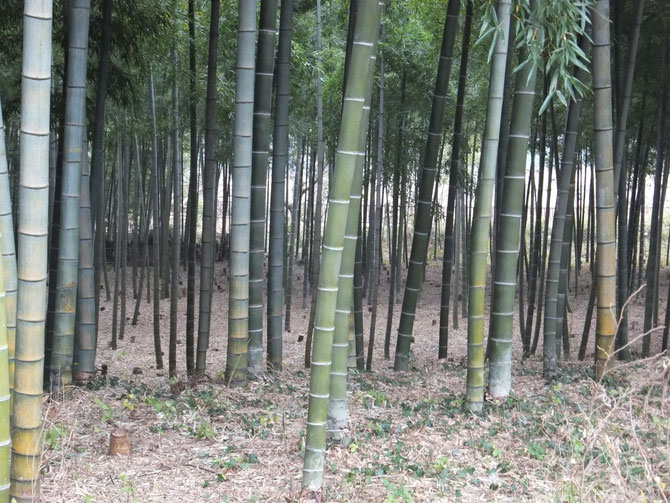 BANBOO TREE