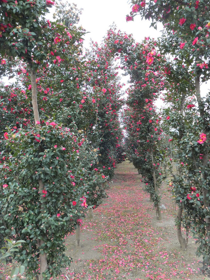 Camellia Sasanqua