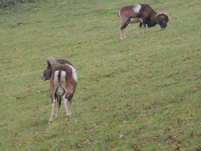 Mufflons bei der tägl. Arbeit.