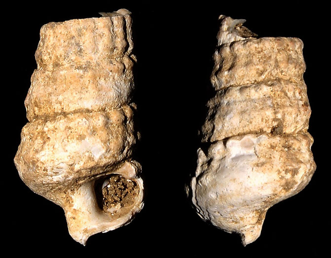 Potamides granosus, Macchia della Turchina (Monteromano, VT)