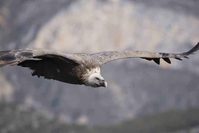Gänsegeier in der Verdonschlucht Südfrankreich