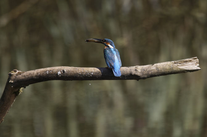 Eisvogel in la Sauge