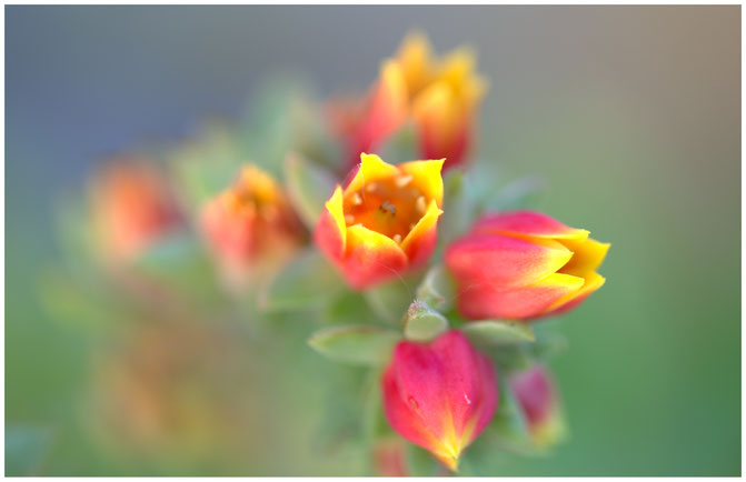 Des feuilles épaisses disposées en rosettes d’où s’élèvent des tiges porteuses de petites fleurs tubulaires trés colorées dans les tons rouge-orangé et jaune, voilà le description sommaire de cet echevéria, une crassulacée qui devrait vous plaire !