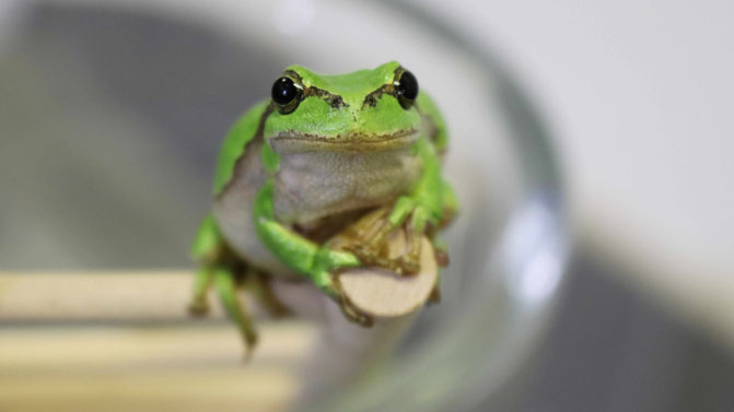 Foto: Aquazoo Löbbecke Museum