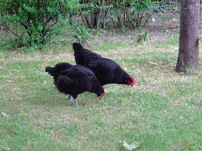 Noire Du Berry Plumes Poules Et Nature