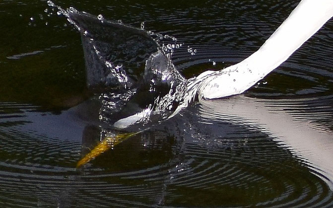 ダイサギ　2021年9月23日　・水の中へ突入。