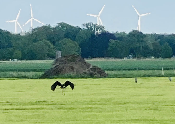 Ein Vogel mit ausgebreiteten Flügeln steht auf einer frisch gemähten Wiese, im Hintergrund Wald und dahinter 4 Windräder.