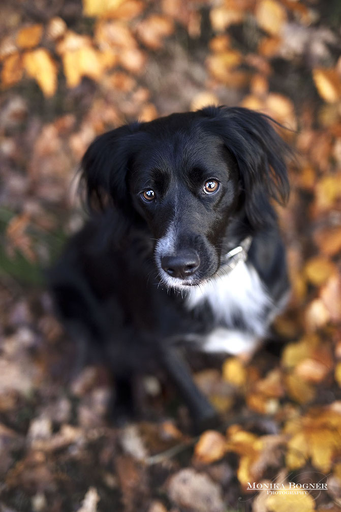 Hundefotografie, Fotoshooting mit Hund, Bayern, Monika Bogner Photography, schwarzer Hund im Herbstlaub