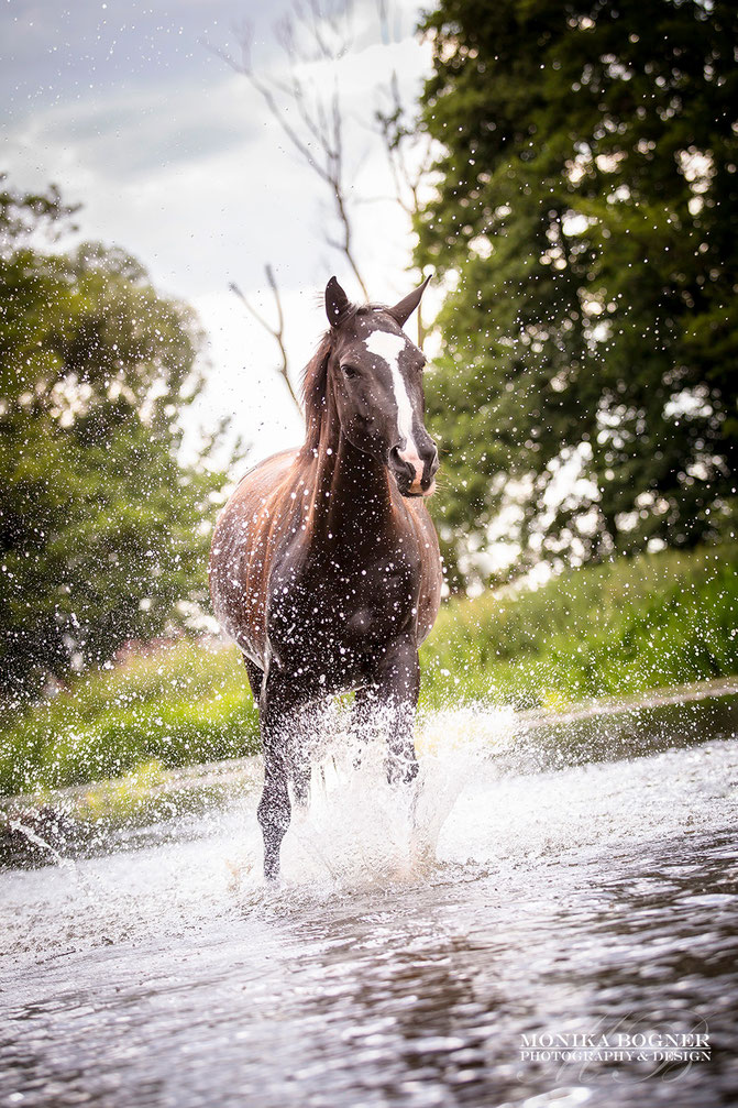 Pferde im Wasser