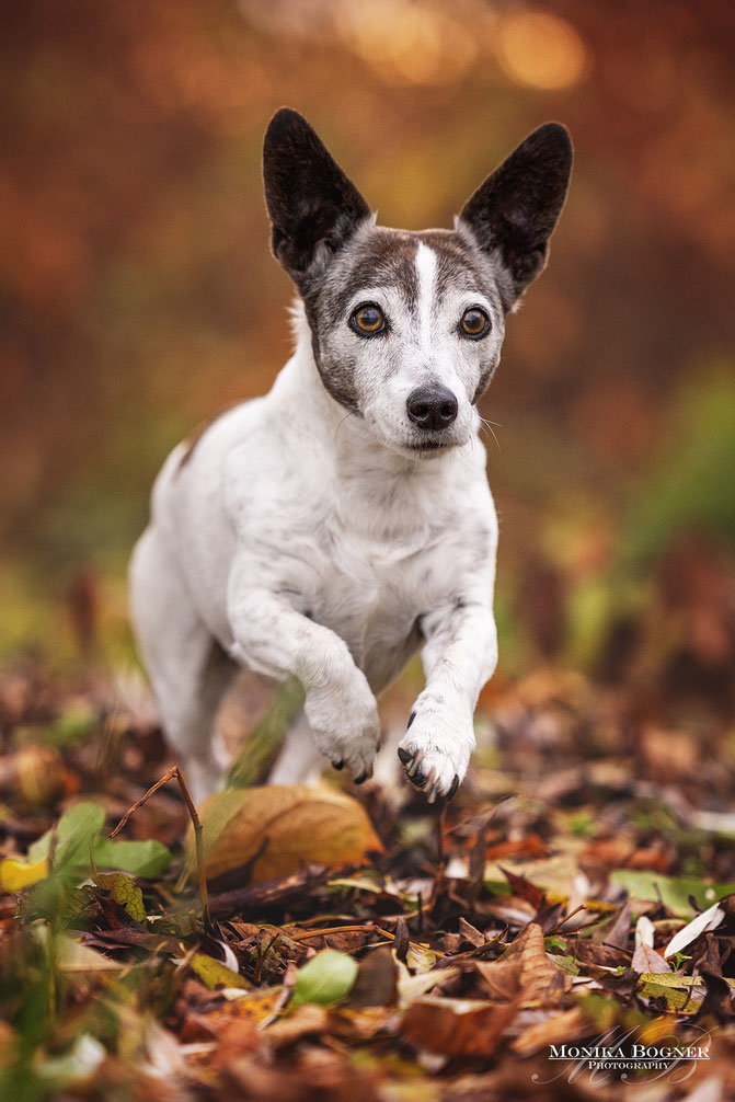 Jack Russel im Laub, Hundefotografie, Fotoshooting mit Hund, Bayern, Monika Bogner Photography
