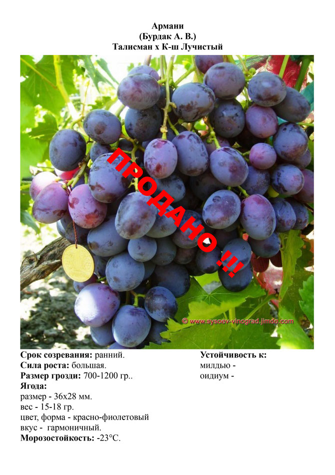 Виноград, саженцы винограда Армани, ранний виноград,  украина,  измаил
