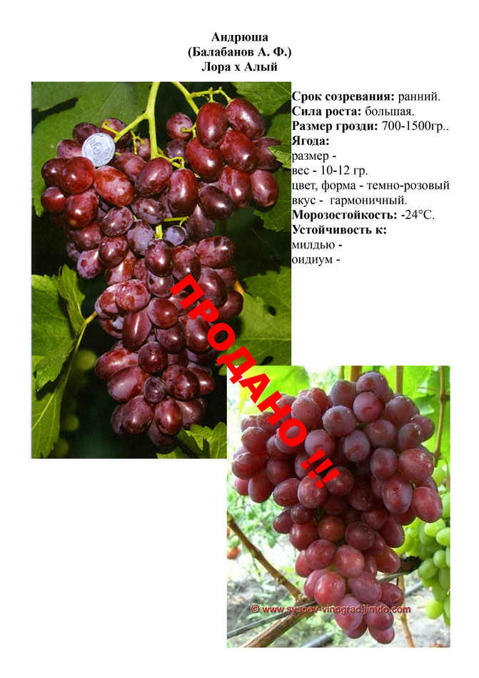 Виноград, саженцы винограда Андрюша, ранний виноград,  украина,  измаил
