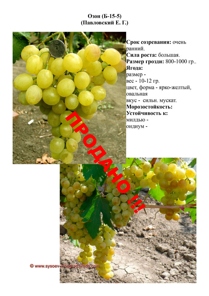 Виноград, саженцы винограда Озон, очень ранний виноград,  украина,  измаил