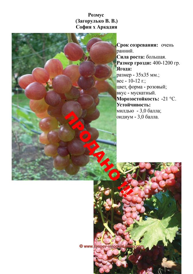 Виноград, саженцы винограда Розмус, очень ранний виноград,  украина,  измаил