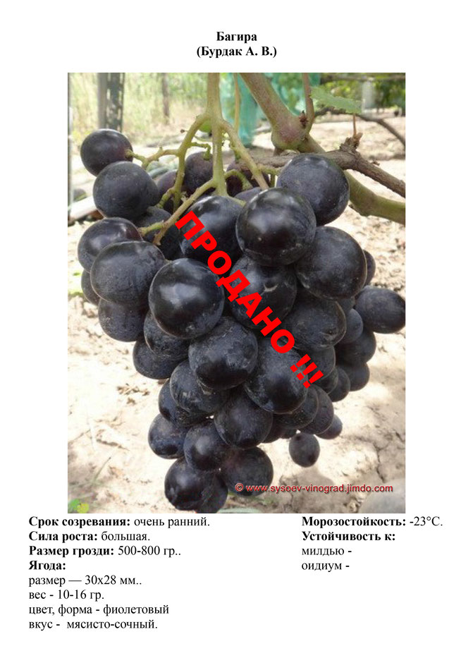 Виноград, саженцы винограда аксинья, очень ранний виноград,  украина,  измаил