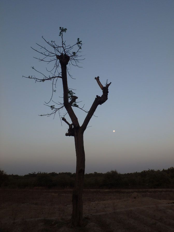 moon, Tumani Tenda