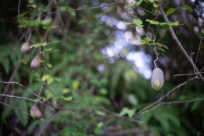 SONY ILCE-7R／YASHICA COLOR-YASHINON DX 1:1.7 f=45mm