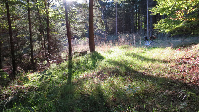 lauschiges Plätzchen Wald Frieden erholsam