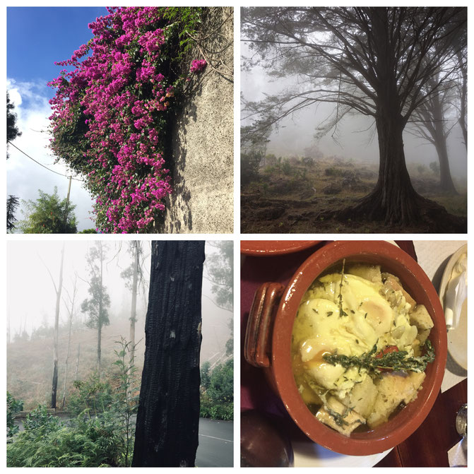  Madeira, Funchal, Radtour, Inselumrundung, Levadas, Korbschlitten, Porto Moniz, Felsenschwimmbecken, Santana, Calheta, 