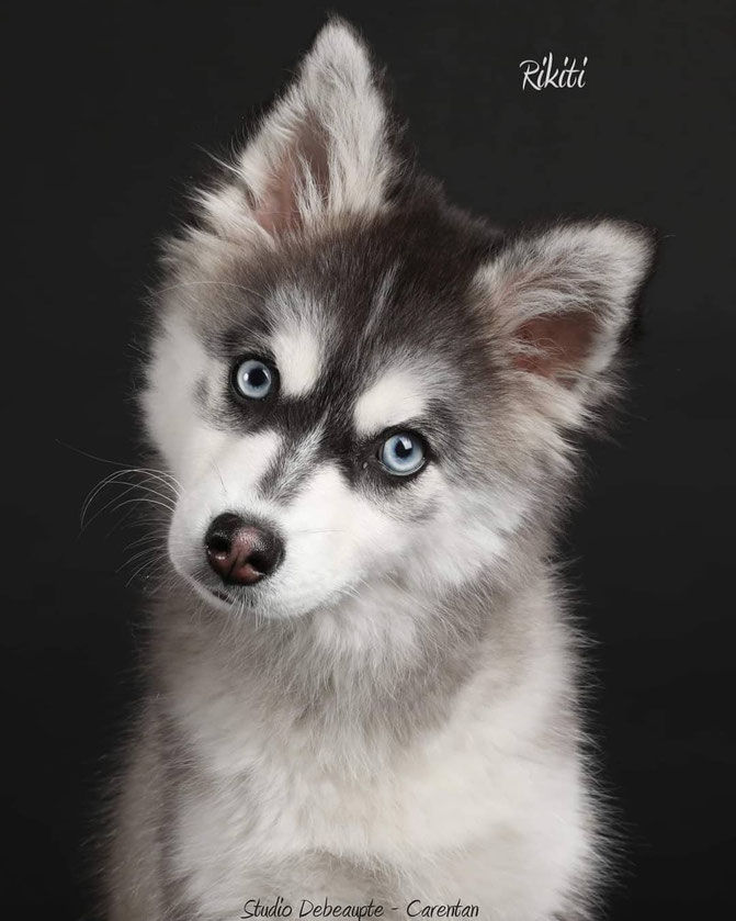 Femelle Pomsky F3 de 6 mois, fille de Pearl