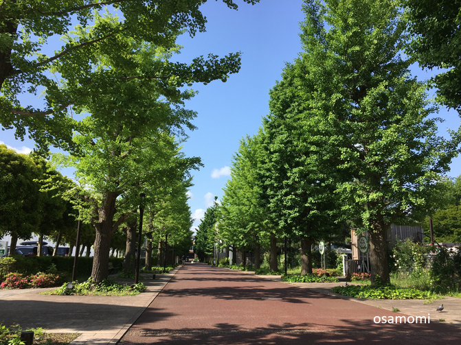 昭島市でウォーキング教室をお探しなら、競歩技術をお伝えするオサモミウォーキング教室昭島。