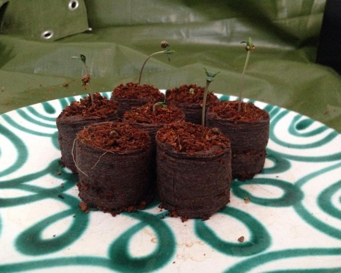 Cannabis anbauen Cannabis & Hanf Anbau Growguide